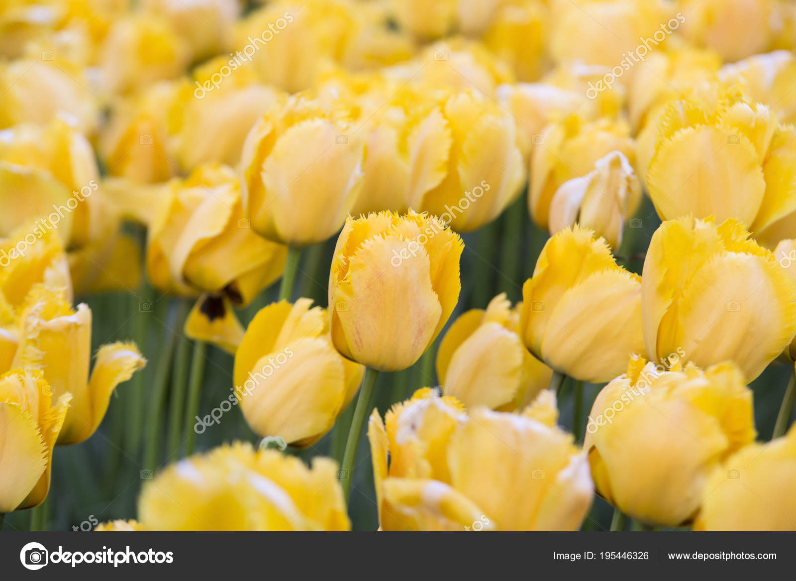Hermosos Tulipanes Amarillos En El Jardin Foto De Stock C Ydoganay 195446326