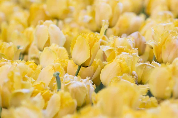 Sarı renkli Lale çiçek açan