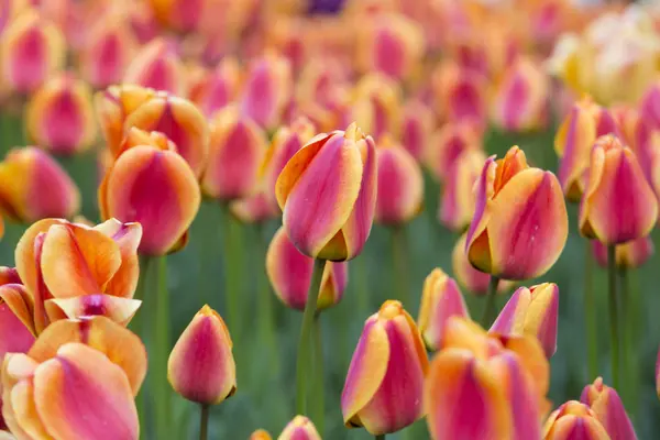 Çift renk Lale Bahçe