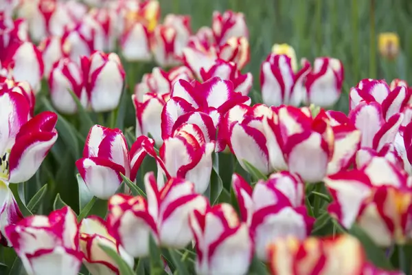 Çiçek açan çift renk laleler