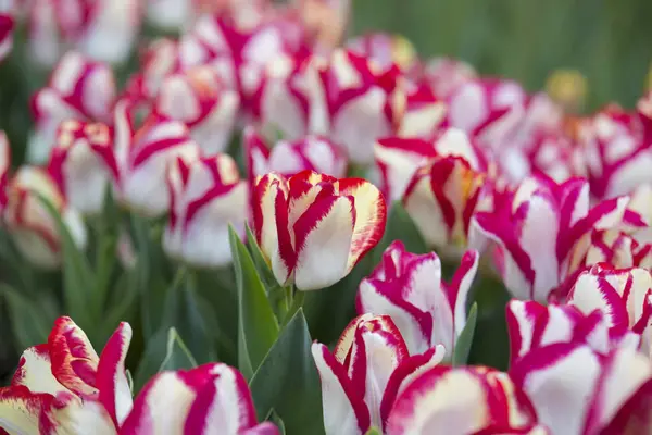 Çift renk Tulip çiçek açan