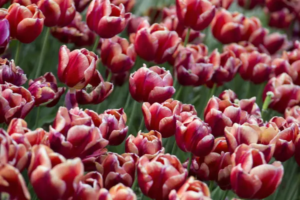 Türkiye Tulip'in vatan, Türkiye'nin renk olduğunu
