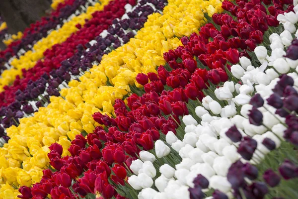 Bileşik ve renkli lale