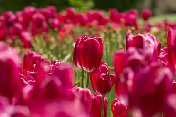 Pembe Lale Çiçek Bahçe