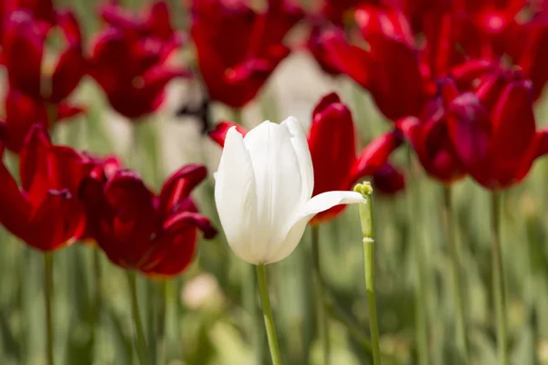 Fark Tulip, hiçbir ırkçılık