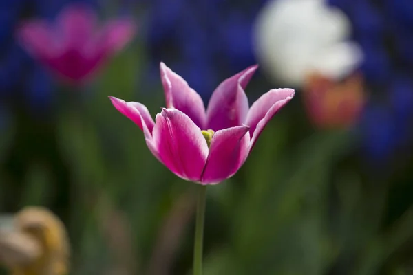 Çift renk Tulip çiçek açan