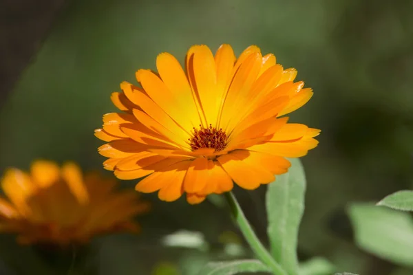 Turuncu Gerbera çiçek çiçeklenme