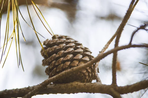 ormandaki çam kozalağı