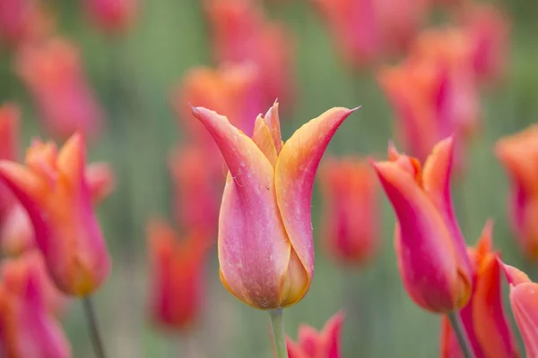 Çift renk Tulip çiçek açan