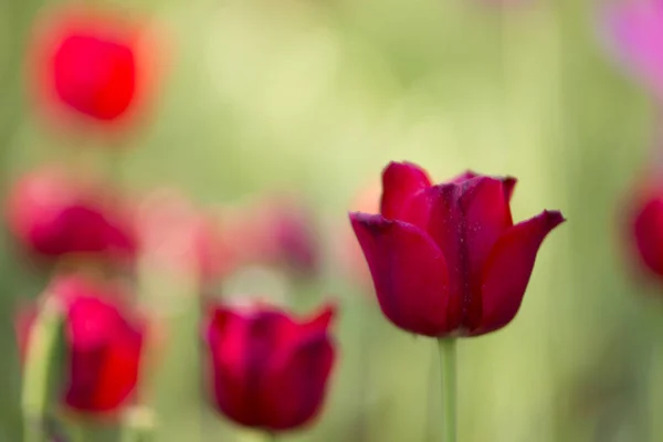 Kırmızı lale, yüksek doygunluk