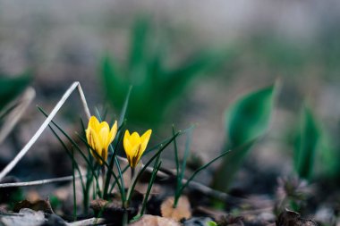 bahar çiçekleri sarı