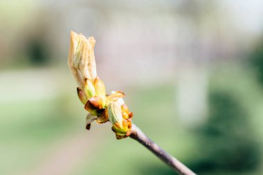 kestane yeşil böbrek