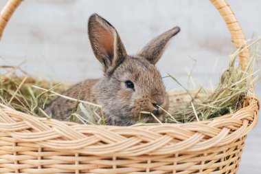 hasır sepet içinde gri tavşan