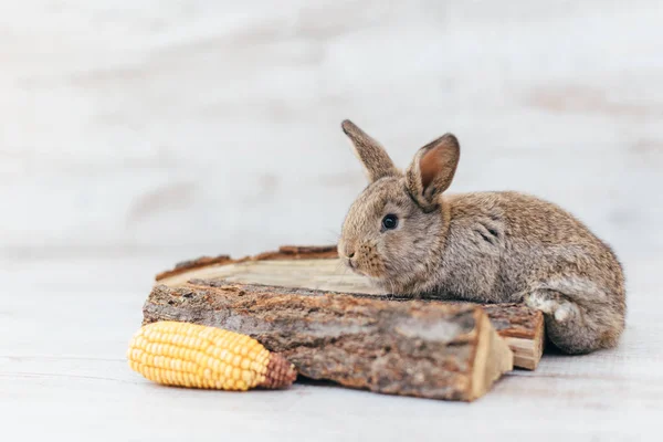 Graues Kaninchen sitzt auf dem Holz — Stockfoto