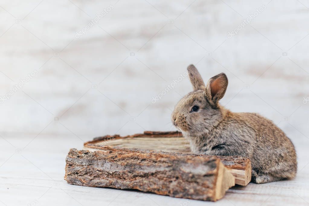 gray rabbit sits on the wood