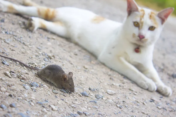 Katt Med Råtta — Stockfoto