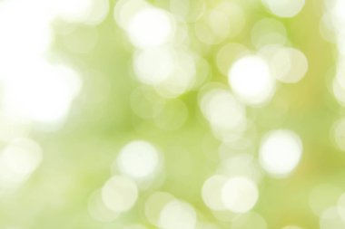 açık yeşil bokeh doğa arkaplanı.