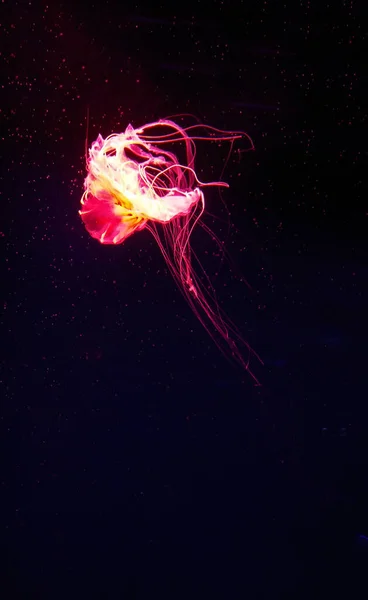 jelly fish sea ocean life