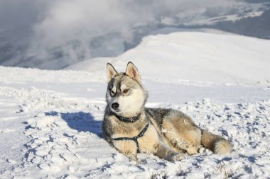 Husky köpek