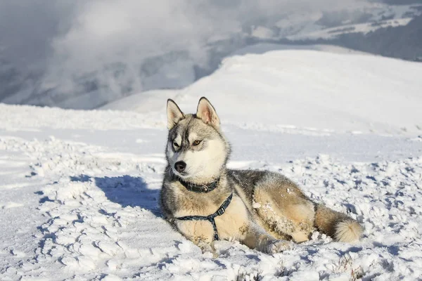 Cão Husky — Fotografia de Stock