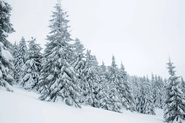 Nieve. — Foto de Stock