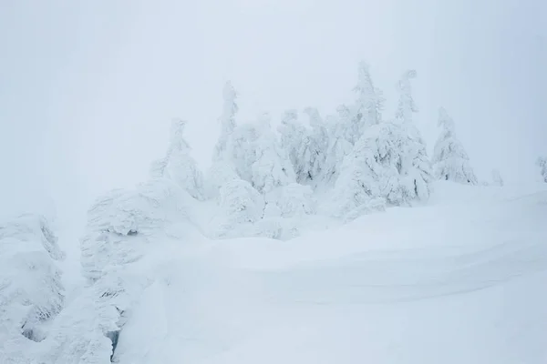 Bosque nevado —  Fotos de Stock