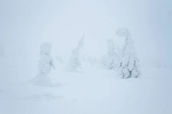 Blizzard śnieg — Zdjęcie stockowe