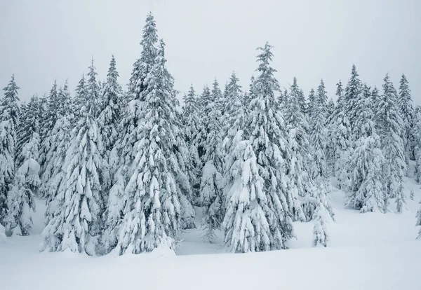 Trees — Stock Photo, Image