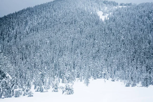 Зимовий ліс — Безкоштовне стокове фото