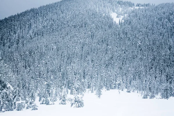 Bosque de invierno — Foto de stock gratis