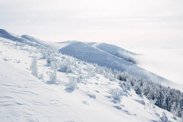 Berg skog — Stockfoto