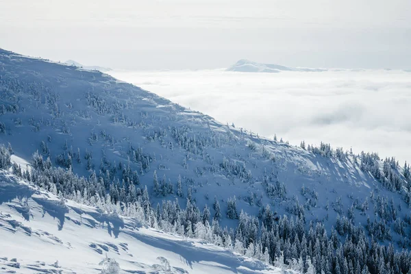 Winter forest — Stock Photo, Image