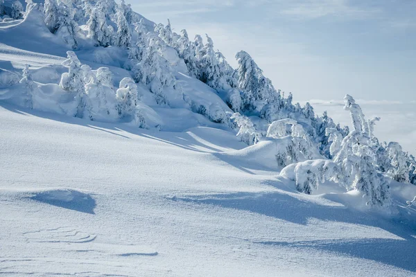 Alberi innevati — Foto Stock