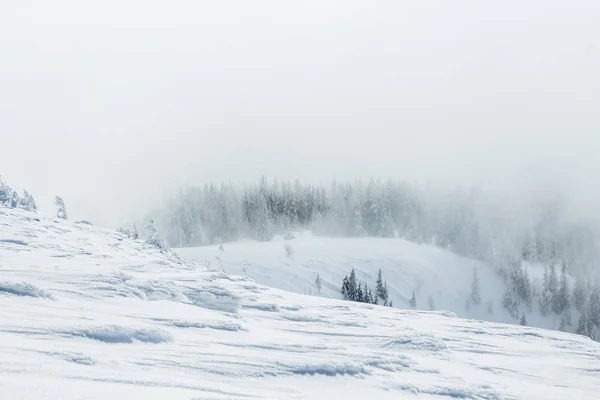 Skogslandskap — Stockfoto