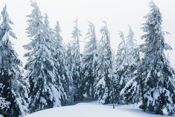 Bomen — Stockfoto