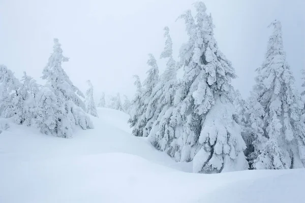 Bosque nevado Imagen De Stock