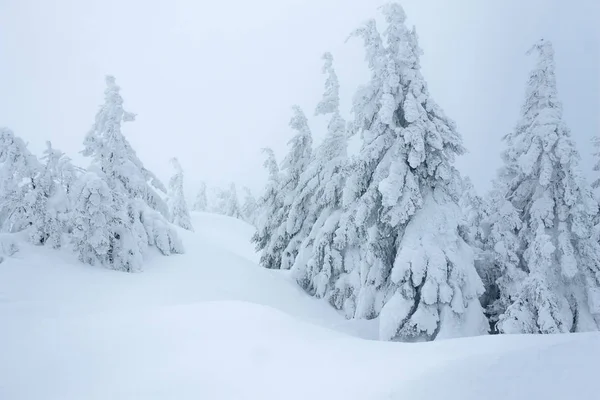 Snowy lasu — Zdjęcie stockowe