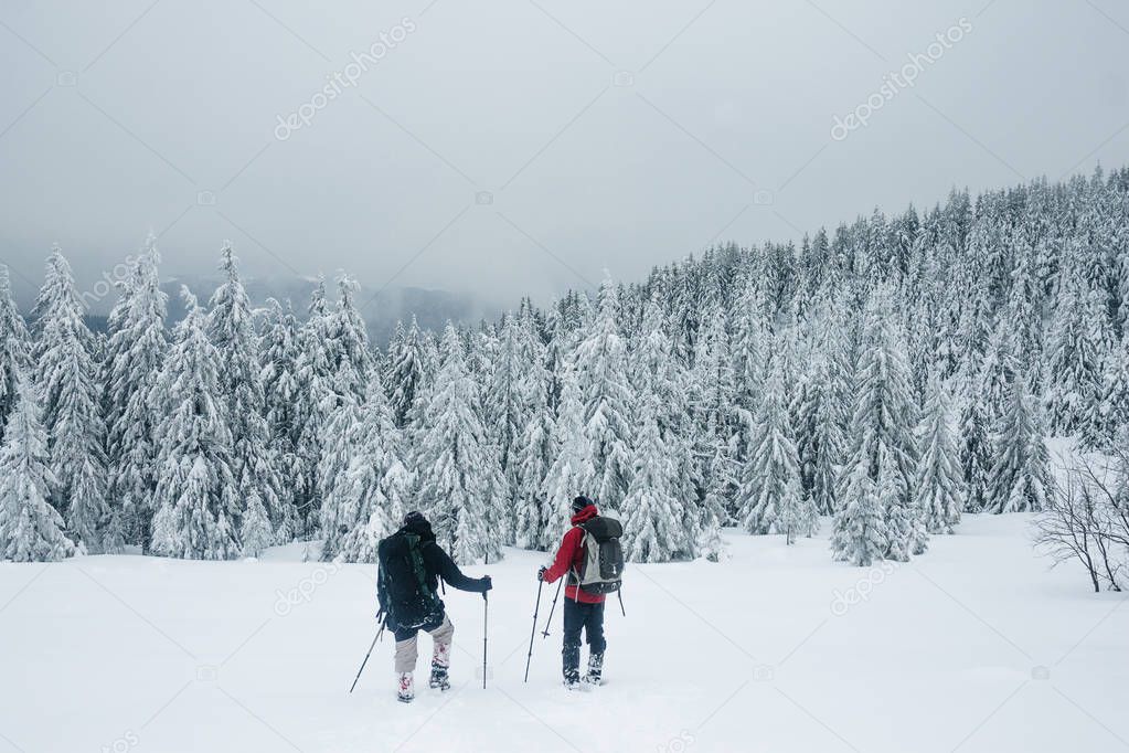 snowy forest