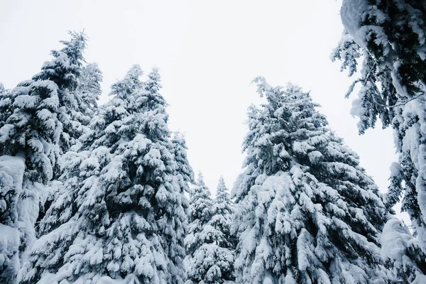 Forêt — Photo de stock