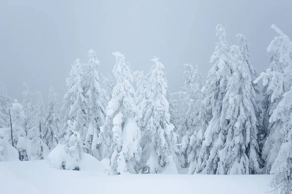 Schneesturm — Stockfoto