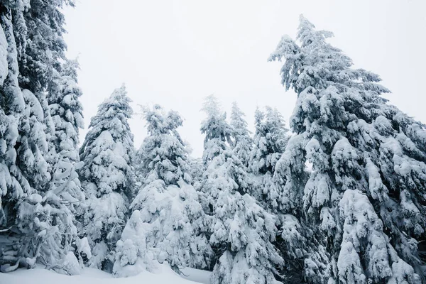 Nieve - foto de stock