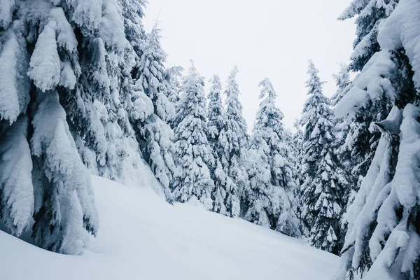 Bosque de invierno - foto de stock