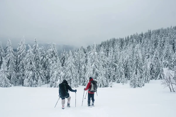 Снежный лес — стоковое фото