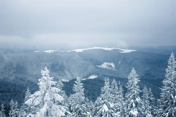 Vue aérienne de la forêt d'hiver dans les montagnes de Gorgany — Photo de stock
