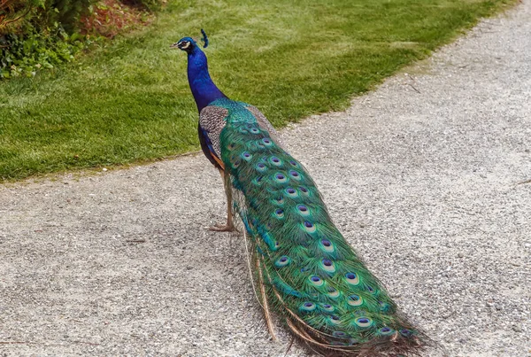 Peacock in Eggenberg Palace park, Austria — Stock Photo, Image