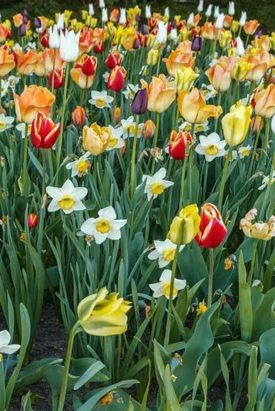 Canteiro de flores em Wurzburg, Alemania — Fotografia de Stock