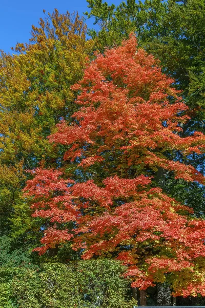Acer rubrum in autumn