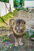 Lev v zoo, Slovensko