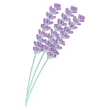 Lavanta dalı. Beyaz arka planda bir demet lavanta. Aromaterapi, şifalı bitkiler..