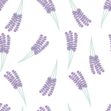 Lavanta dalı. Beyaz arka planda bir demet lavanta. Aromaterapi, şifalı bitkiler..